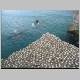 Gannet Colony 029.jpg